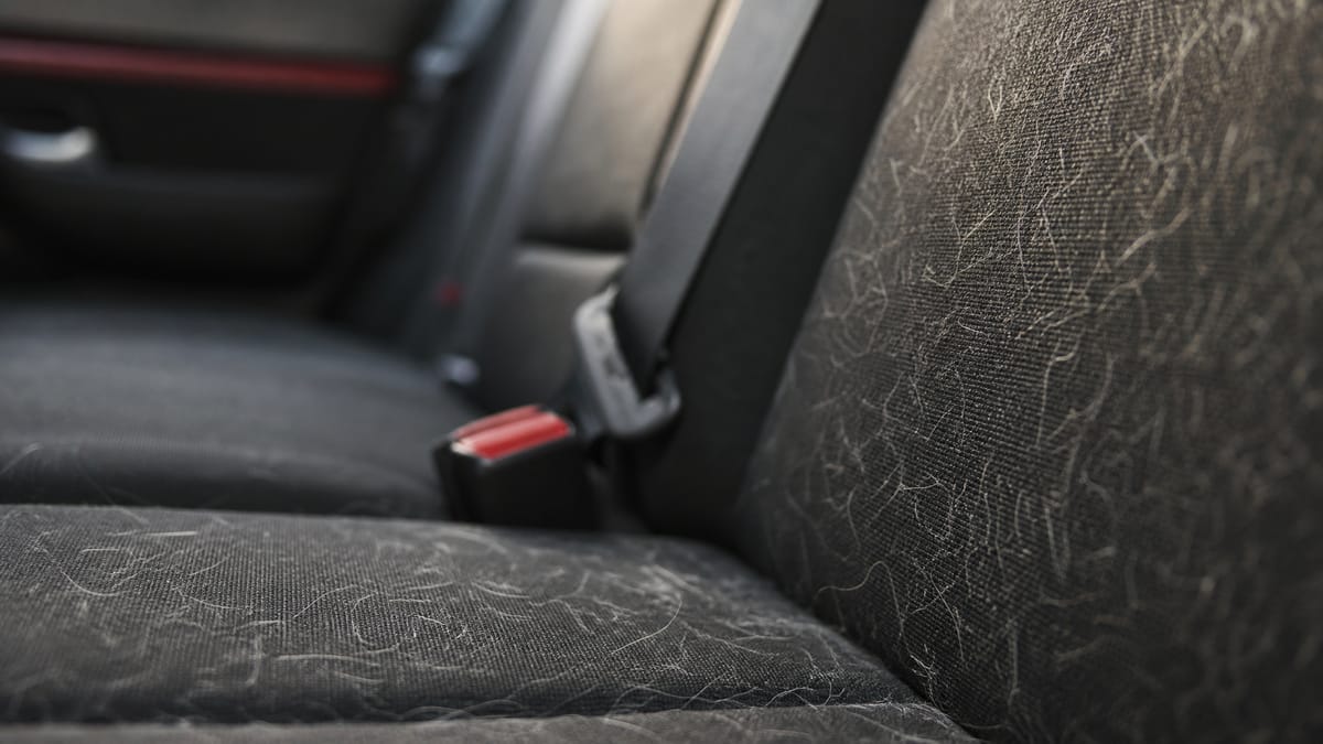 Pet hair lifted from a car's back seat during detailing